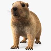Marmot Rigged Fur