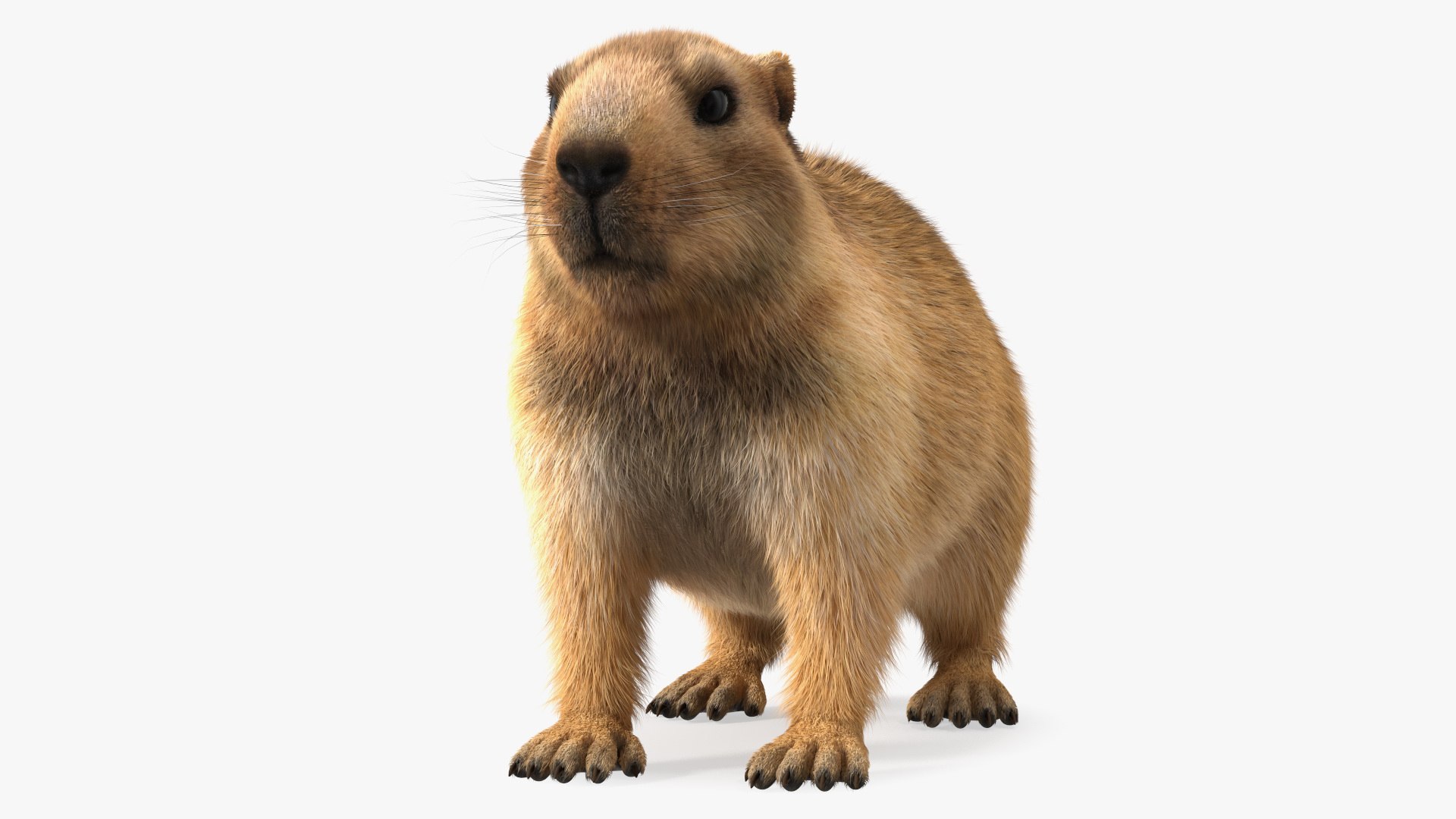 Marmot Rigged Fur 3D model preview