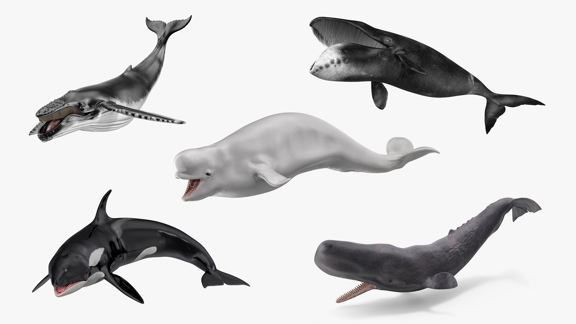 Rigged Whales Collection 3 for Maya 3D model preview