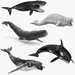 Rigged Whales Collection 3 for Maya