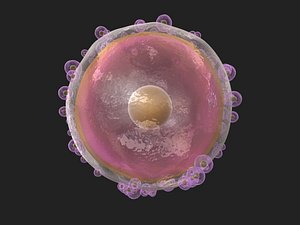3D human ovum cells