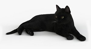 Cat (2) (Black) (RIG) (FUR)