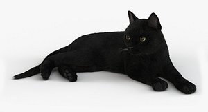 Cat (2) (Black) (RIG) (FUR)