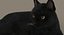 Gato (2) (preto) (RIG) (FUR)