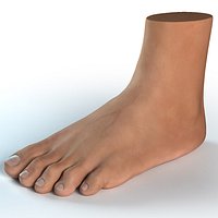 Foot Human