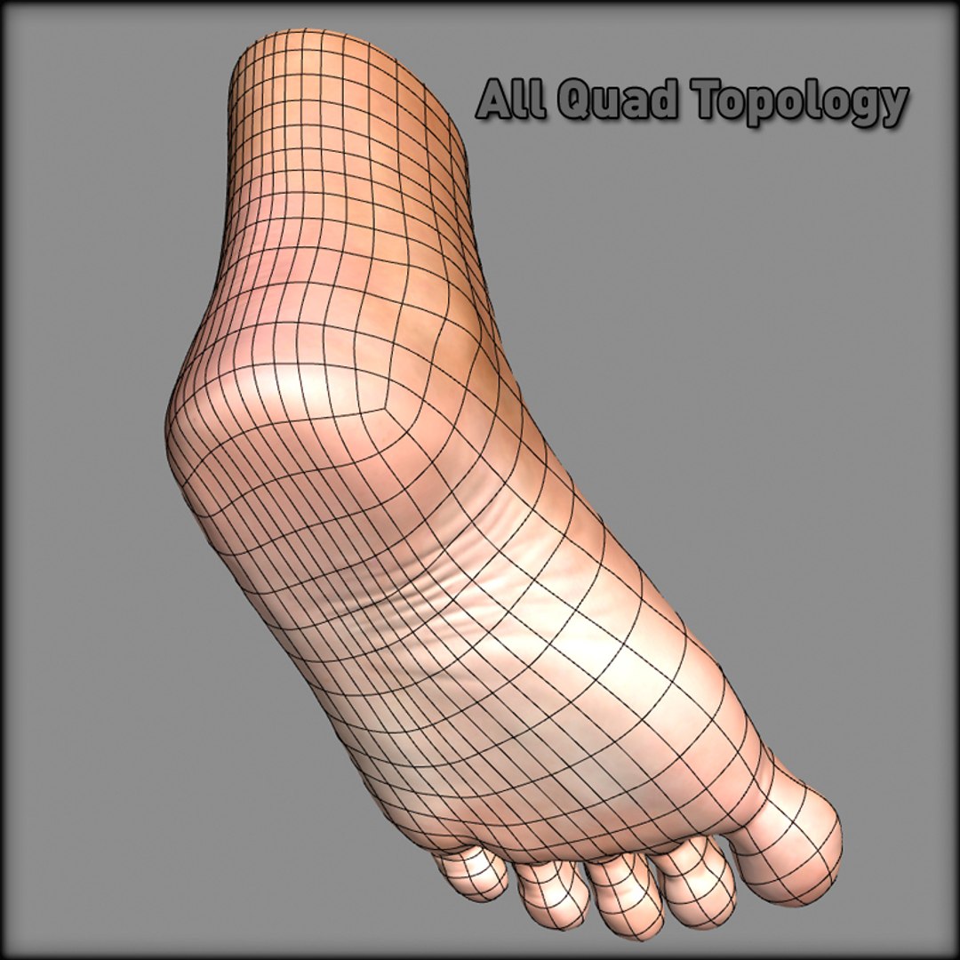 Human Foot 3d Model