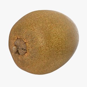 3d model kiwi modeled