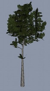 Normal Tree 2