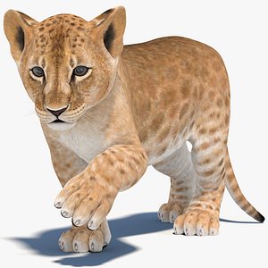 lion cub rigged modeled model