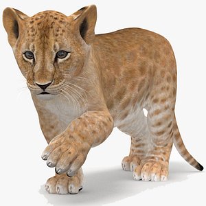 lion cub rigged modeled model