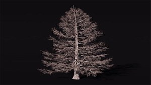 Tree Larchsiberian Bare A1
