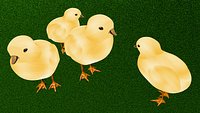 Hatchling