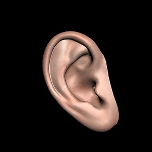 polygonal human ear 3d 3ds