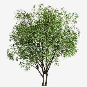 3D model Set of Silver Maple or Acer Saccharinum Trees - 2 Trees