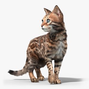 Bengal cat(2)(FUR)(ANIMATED)