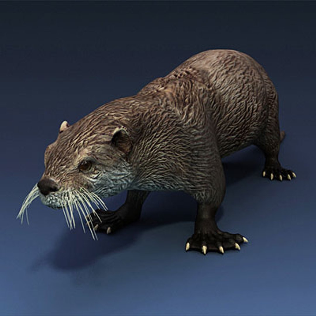 sea otter animals 3d max https://p.turbosquid.com/ts-thumb/BL/E2hPfL/ROvQHq2t/seaotterc01/jpg/1278672244/1920x1080/fit_q87/5f940336b1016407b0fac2d1ca36d62c5f9c39ac/seaotterc01.jpg