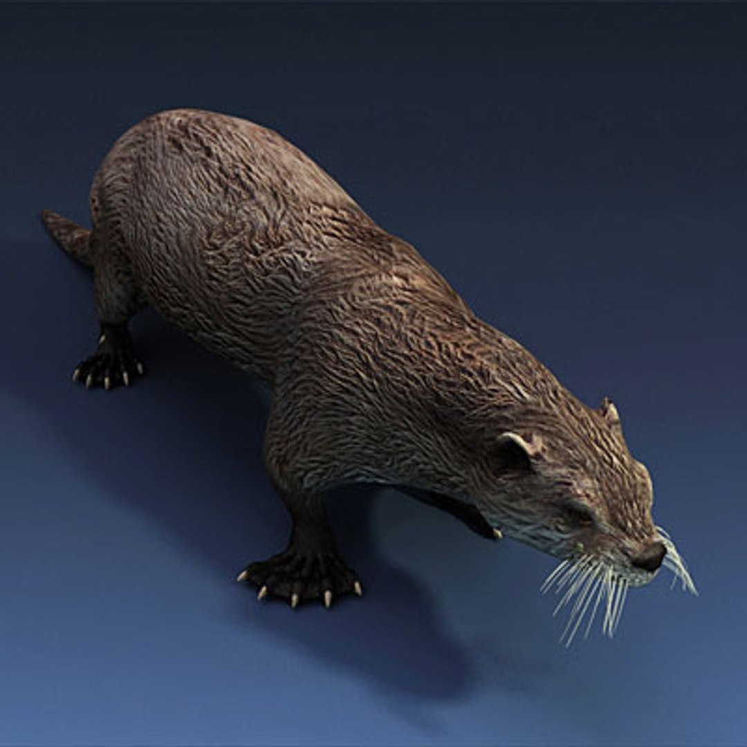 sea otter animals 3d max https://p.turbosquid.com/ts-thumb/BL/E2hPfL/pNSlGrKd/seaotterc02/jpg/1278672244/1920x1080/fit_q87/7bc1bb33f8c71b413931ed6e632c4a395b5870ab/seaotterc02.jpg