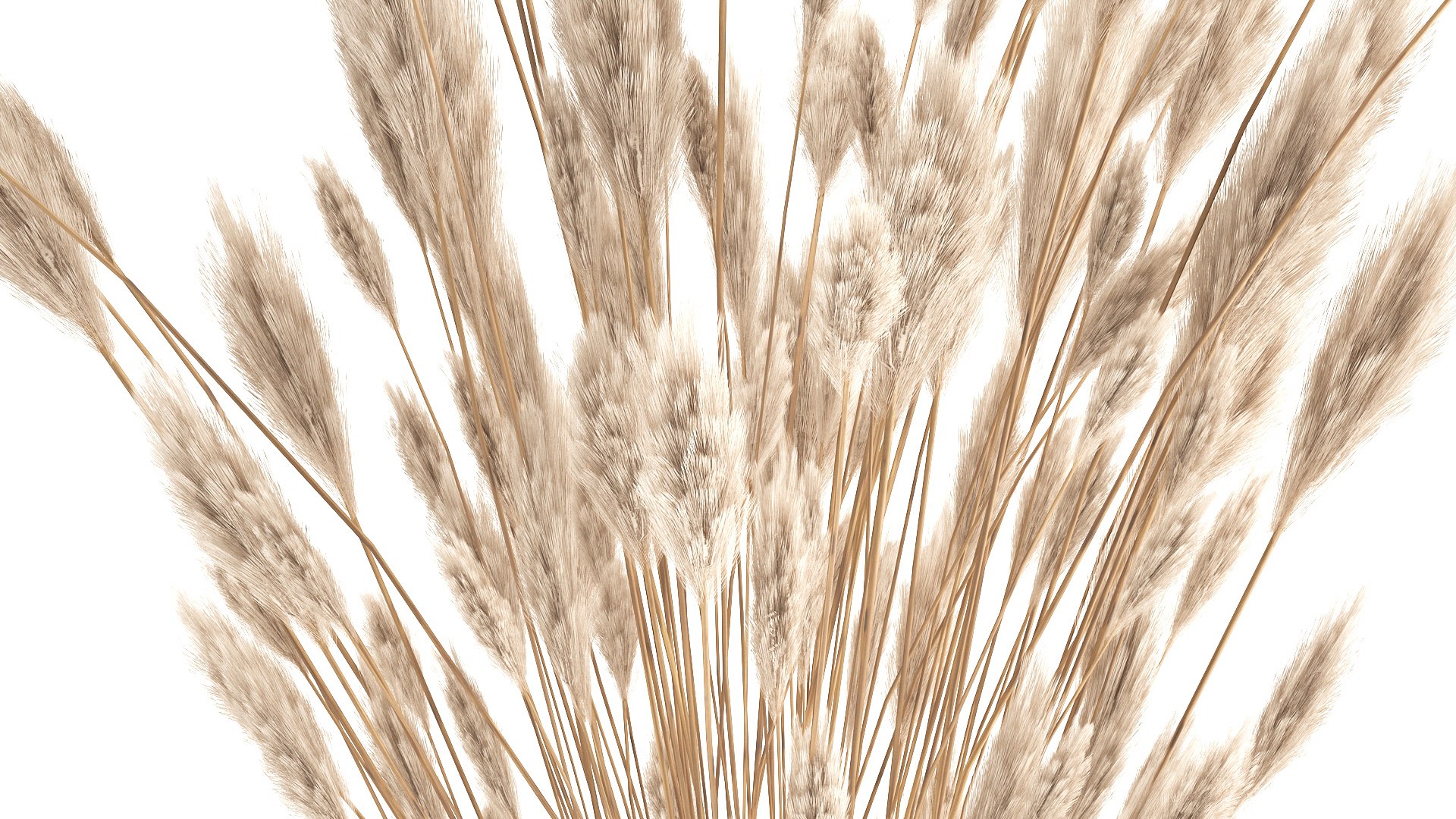 3D Bouquet Of Dried White Reeds In A Vase 149 Model - TurboSquid 1776066