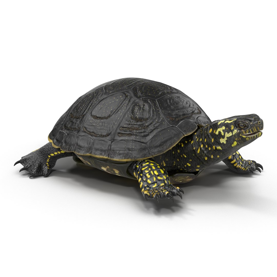 3D model Turtles Rigged Collection 2 https://p.turbosquid.com/ts-thumb/BL/QbxzF6/3txq2dsC/europeanpondturtlerigged3dmodel02/jpg/1648892086/1920x1080/fit_q87/6c7fe3caae63157d448ddf496ea0772b826c2d53/europeanpondturtlerigged3dmodel02.jpg