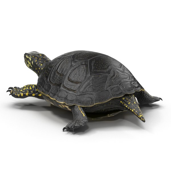 european pond turtle rigged 3d max