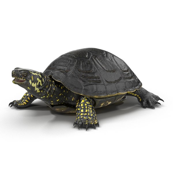 european pond turtle rigged 3d max