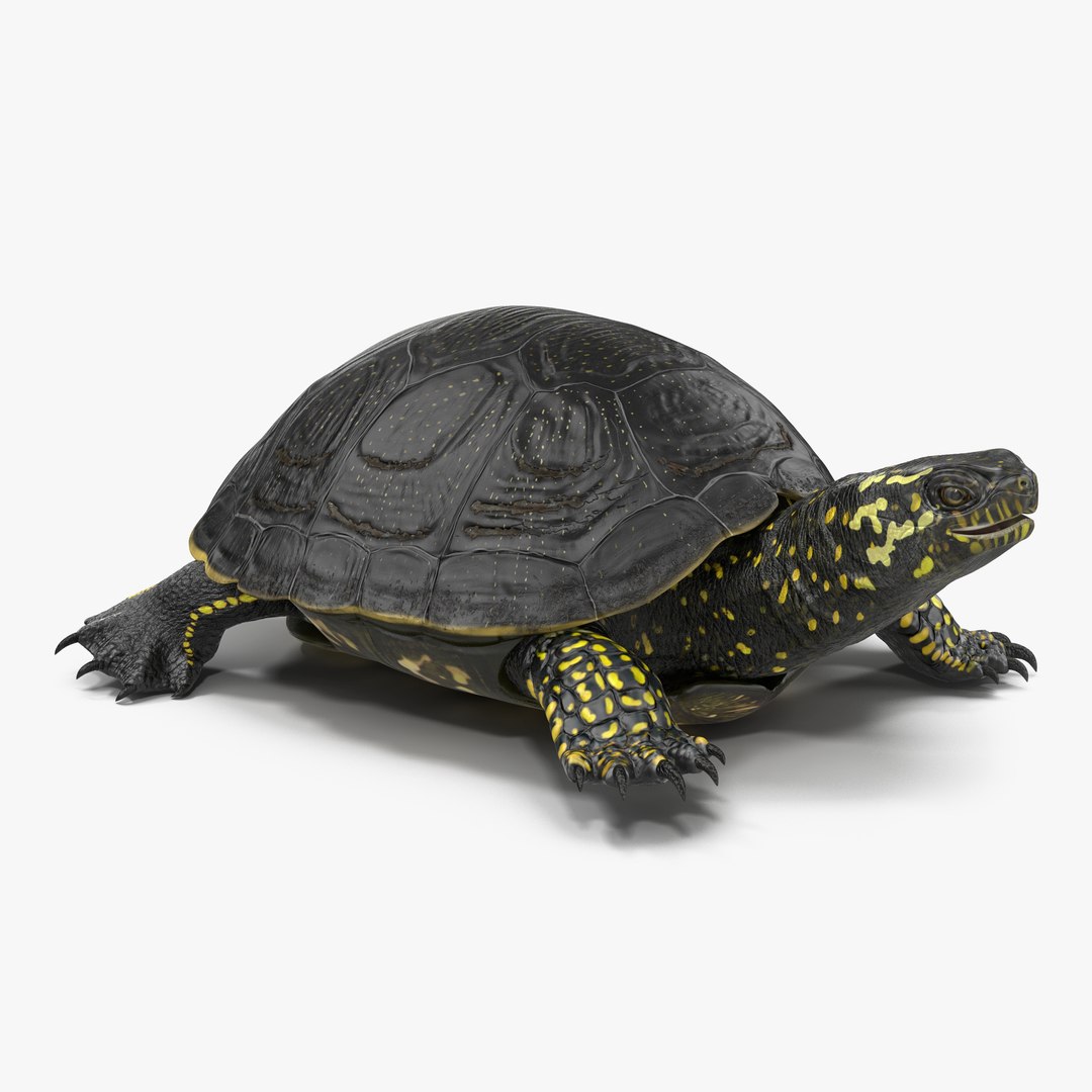 European Pond Turtle Rigged 3D model preview