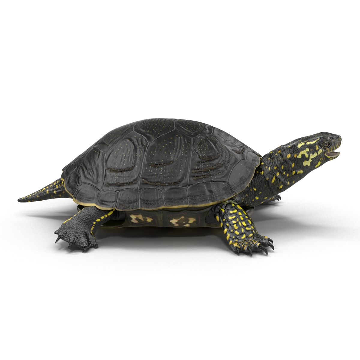 european pond turtle rigged 3d max