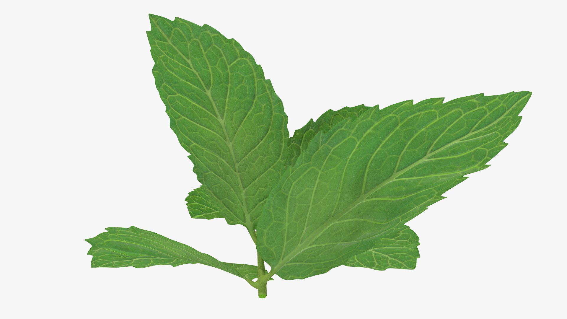 fresh mint leaves 3D model https://p.turbosquid.com/ts-thumb/BL/QoWqY9/13dOCJcR/freshmintleavesmb3dmodel004/jpg/1587485052/1920x1080/fit_q87/683d9f873b5979a977adab48fe56410a2156c6b0/freshmintleavesmb3dmodel004.jpg