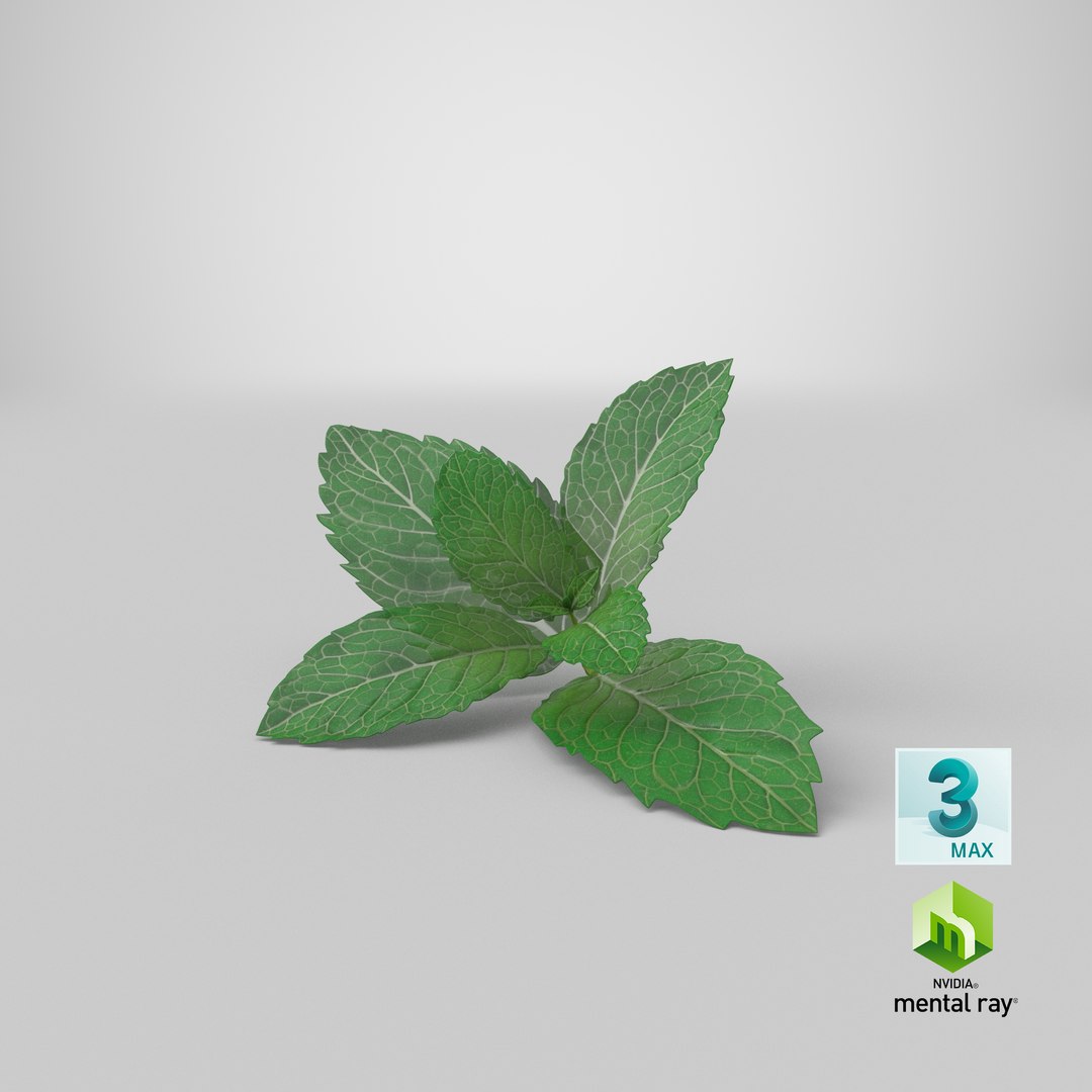 fresh mint leaves 3D model https://p.turbosquid.com/ts-thumb/BL/QoWqY9/3R/stemcell_max_mental_ray_render/png/1620736694/1920x1080/fit_q87/149f98d7ee8be2484e28e0e4847d89abdba9e1d5/stemcell_max_mental_ray_render.jpg
