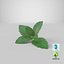 fresh mint leaves 3D model