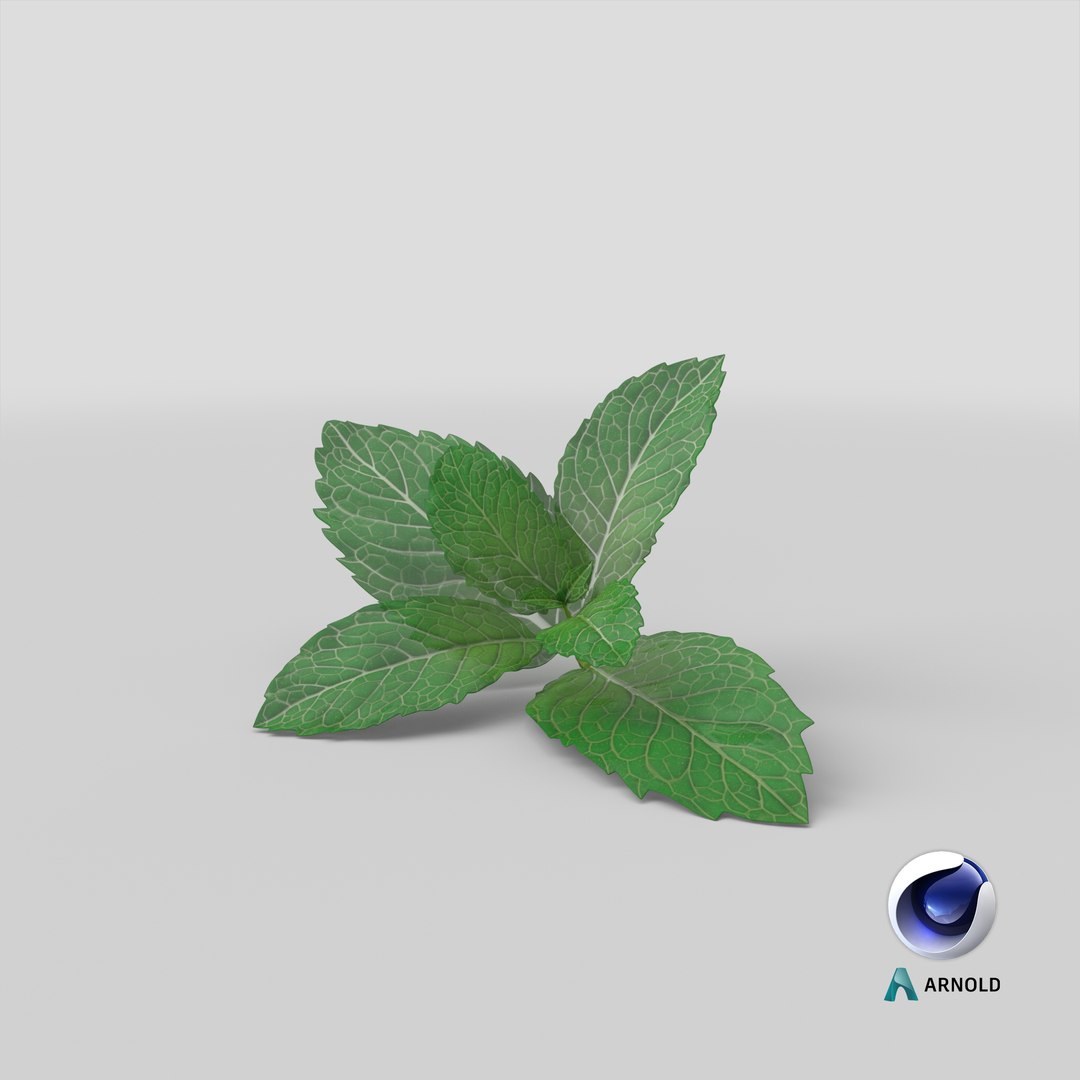 fresh mint leaves 3D model https://p.turbosquid.com/ts-thumb/BL/QoWqY9/9s/stemcell_cinema_4d_arnold_render/png/1620736678/1920x1080/fit_q87/599dfba3eba3dfffa716620fbb28fd82f28c43d9/stemcell_cinema_4d_arnold_render.jpg
