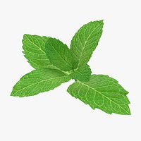 Fresh Mint Leaves