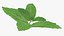 fresh mint leaves 3D model