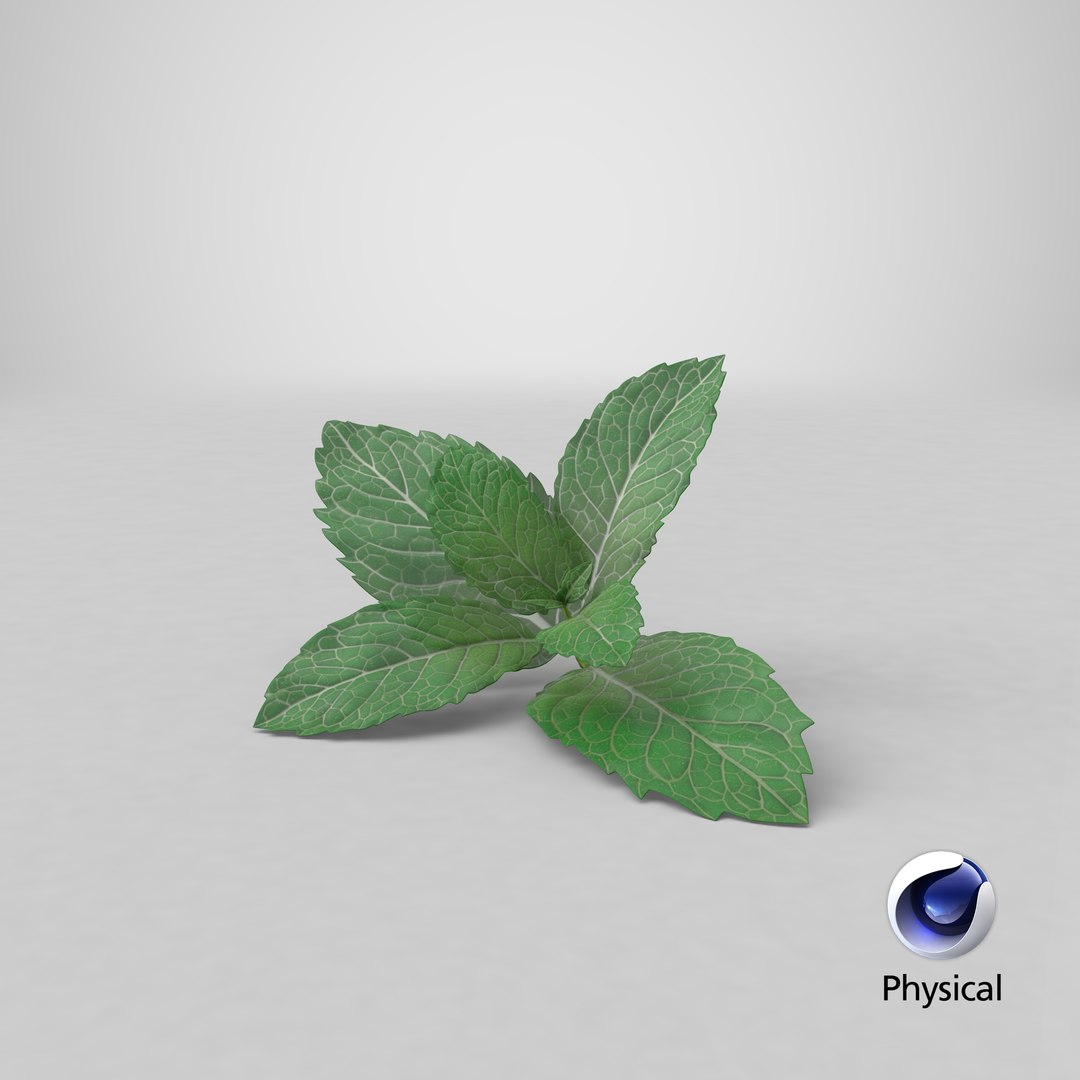 fresh mint leaves 3D model https://p.turbosquid.com/ts-thumb/BL/QoWqY9/e6/stemcell_cinema_4d_physical_render/png/1620736674/1920x1080/fit_q87/50fe16c2be0cb999891b8a8e22ff7f14952fa520/stemcell_cinema_4d_physical_render.jpg
