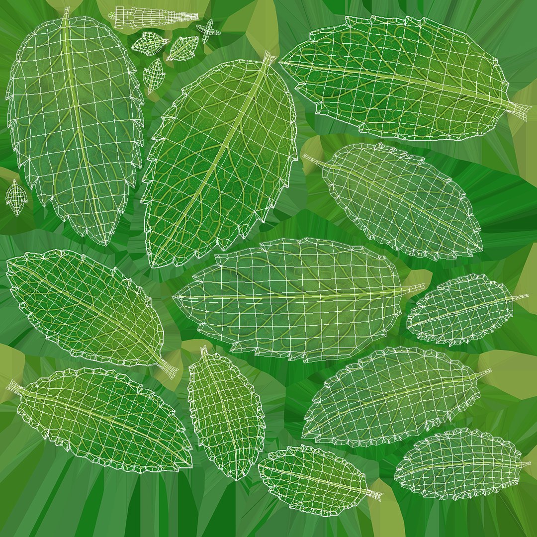 fresh mint leaves 3D model https://p.turbosquid.com/ts-thumb/BL/QoWqY9/f1bjCjzj/freshmintleavesmb3dmodel007/jpg/1587485063/1920x1080/fit_q87/3f03afee011c424f2cb9b4d08673ce8cb796d4c7/freshmintleavesmb3dmodel007.jpg
