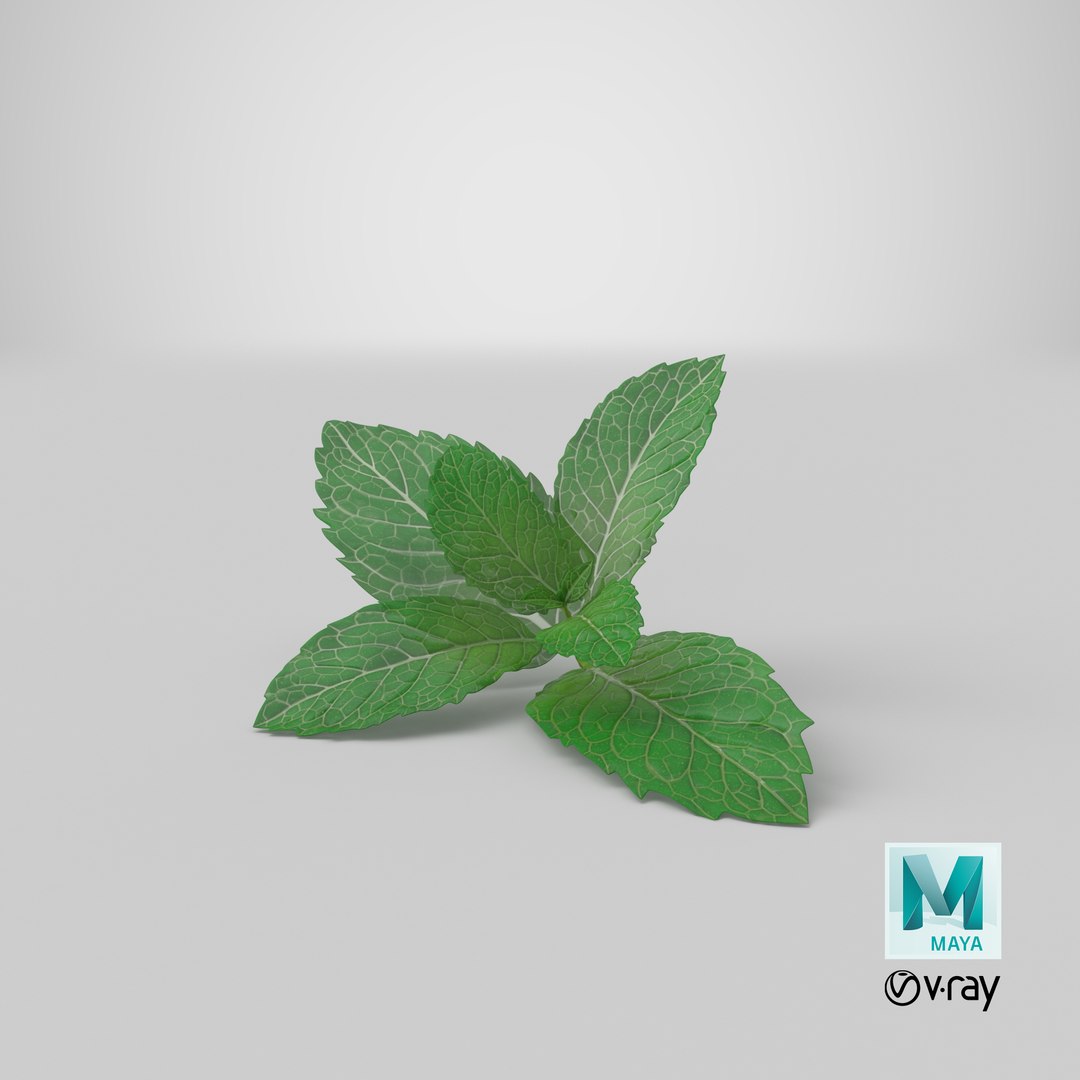fresh mint leaves 3D model https://p.turbosquid.com/ts-thumb/BL/QoWqY9/i2/stemcell_maya_vray_render/png/1620736711/1920x1080/fit_q87/c02042c4058874bdeaf8913fee2c7ec9df9aadb8/stemcell_maya_vray_render.jpg
