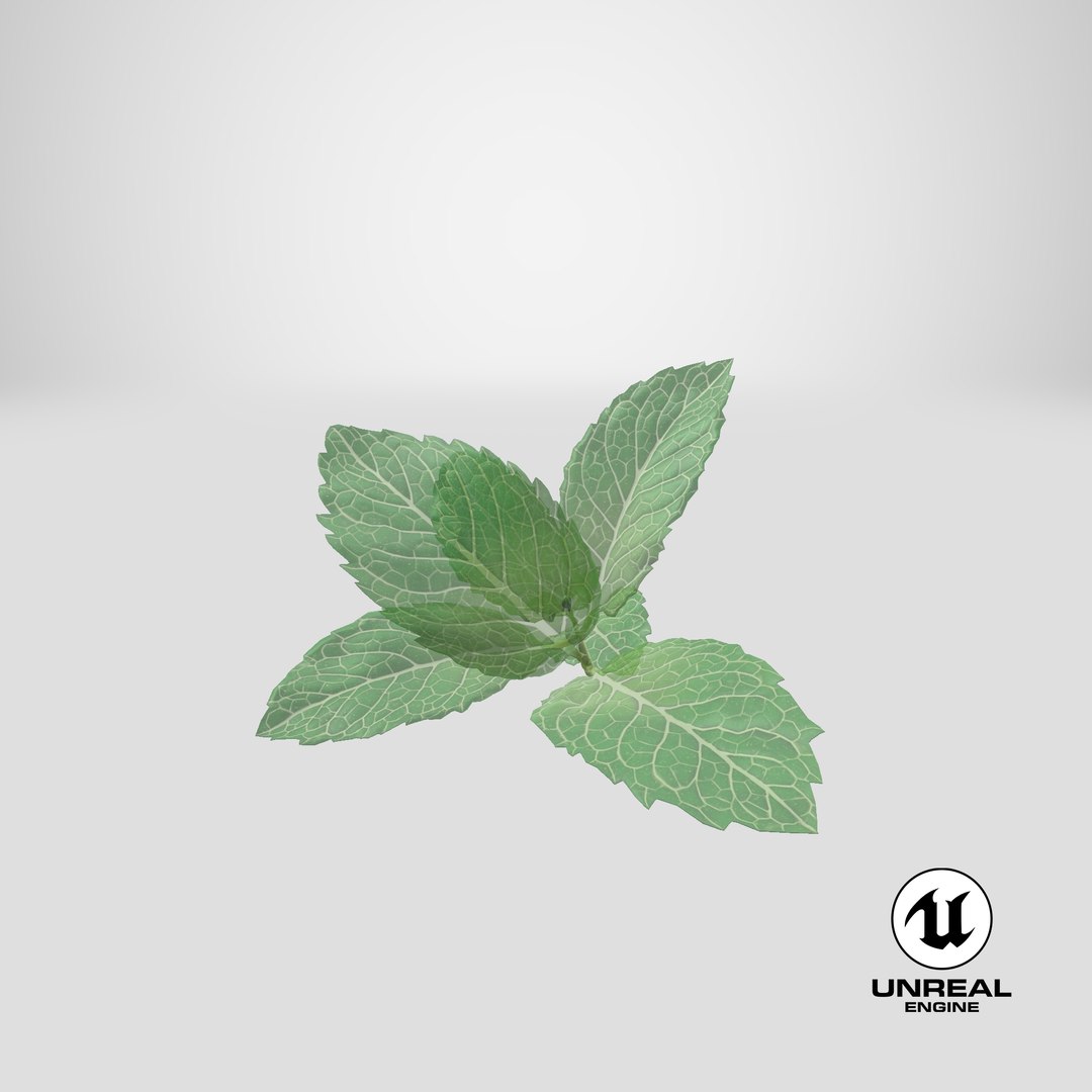 fresh mint leaves 3D model https://p.turbosquid.com/ts-thumb/BL/QoWqY9/jT/stemcell_unreal_render/png/1620736686/1920x1080/fit_q87/c9d699bc294376df5cee8a53fc50dd62fa91ff90/stemcell_unreal_render.jpg
