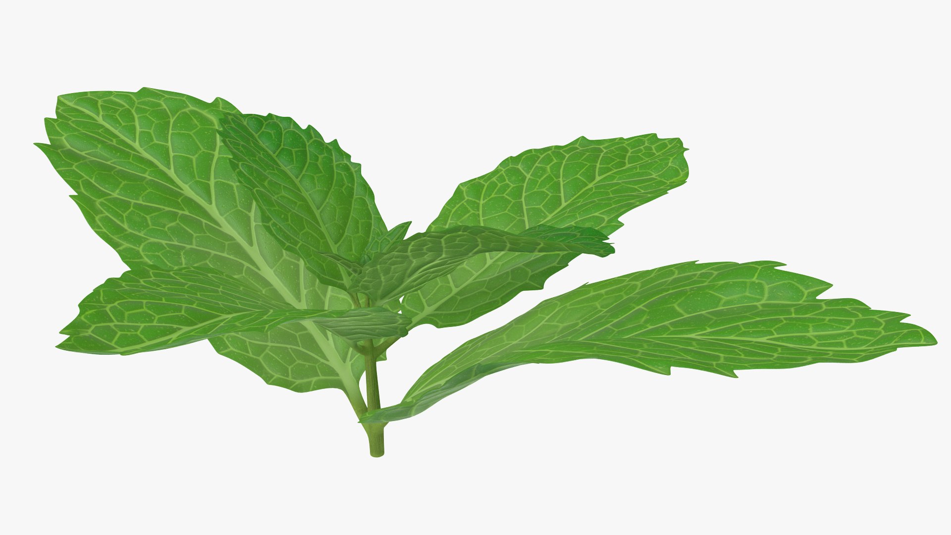 fresh mint leaves 3D model https://p.turbosquid.com/ts-thumb/BL/QoWqY9/yjloBhiI/freshmintleavesmb3dmodel003/jpg/1587485048/1920x1080/fit_q87/c56a37f492a5ee10862c1a191751d39d1153bbd6/freshmintleavesmb3dmodel003.jpg