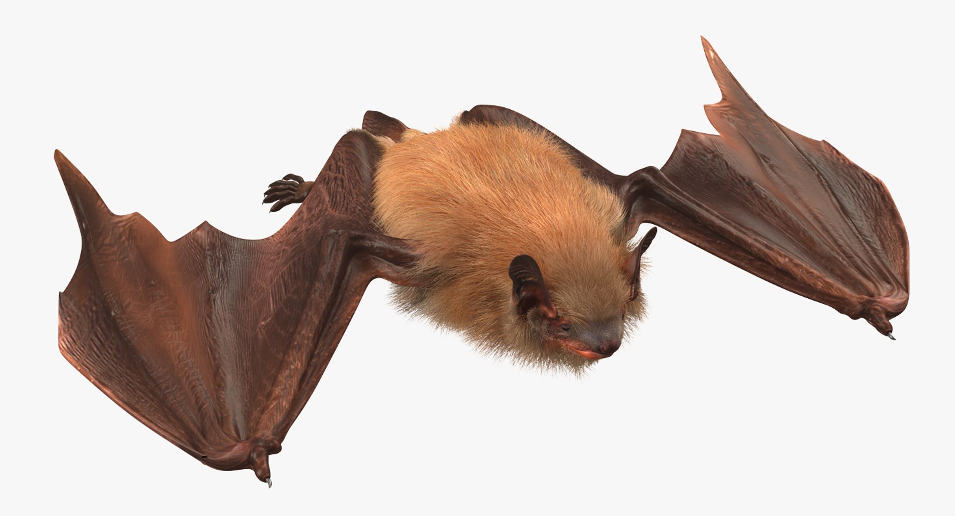 Flying Bat 2 Fur 3d Model