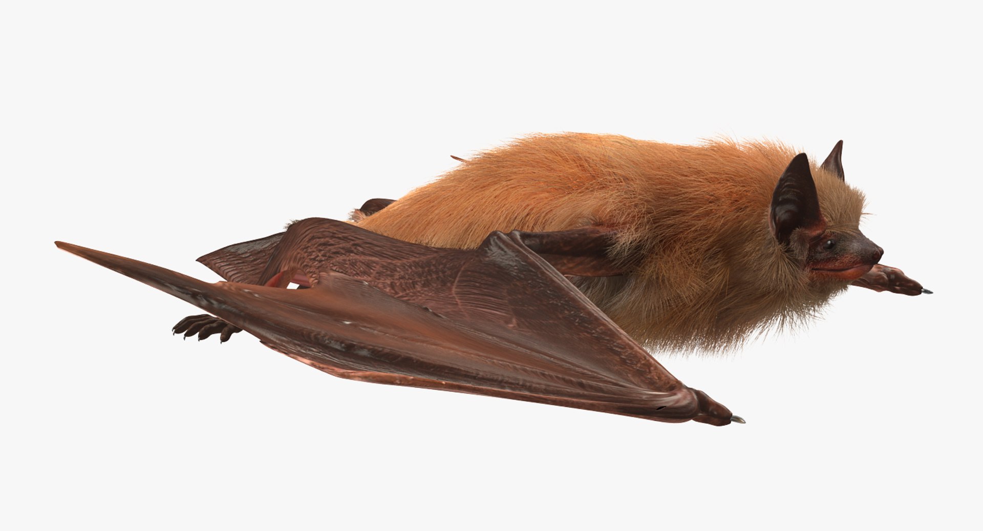 Flying Bat 2 Fur 3d Model