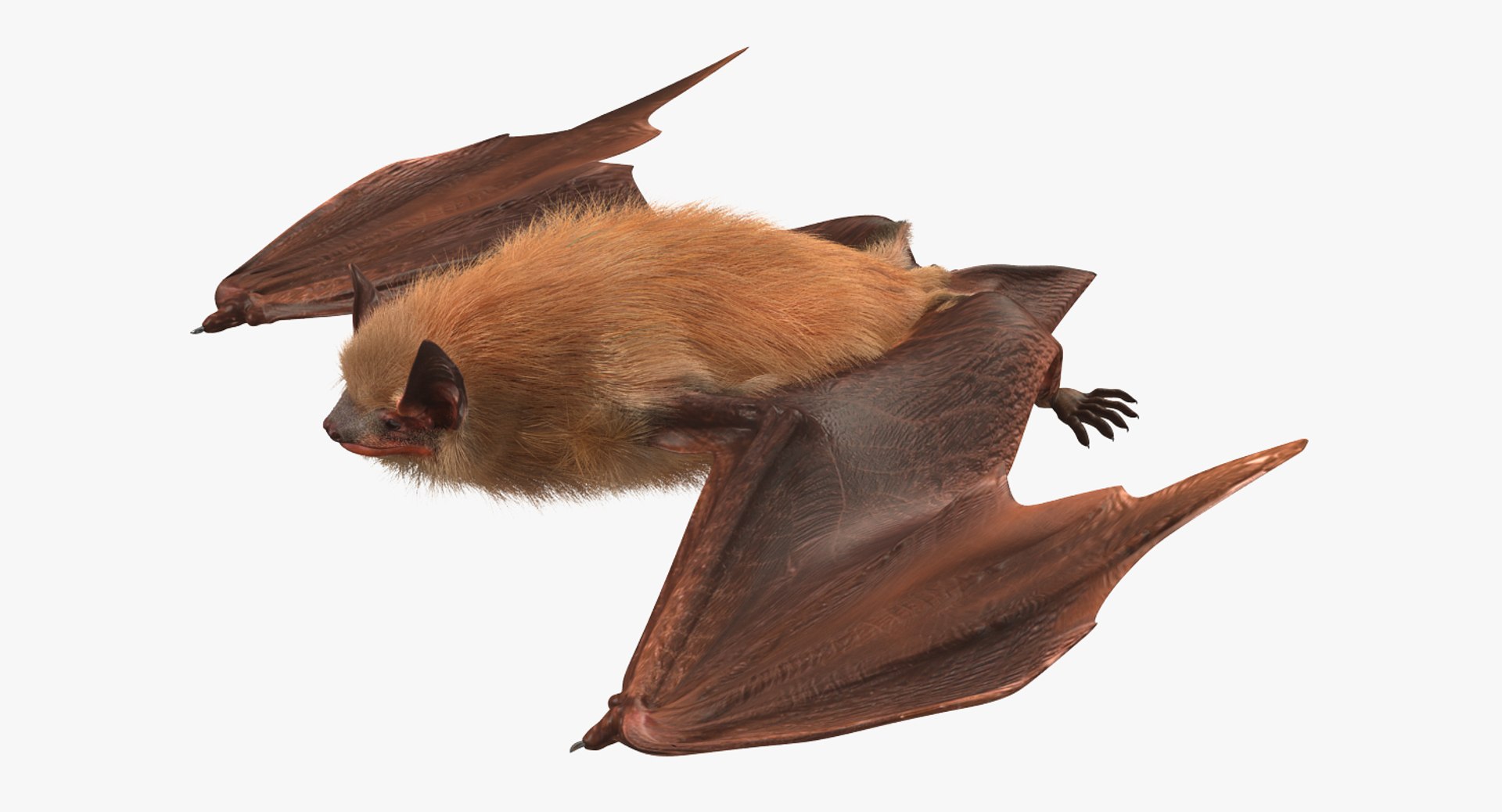 Flying Bat 2 Fur 3d Model