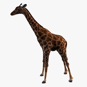 3D Giraffe