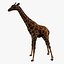 3D Giraffe