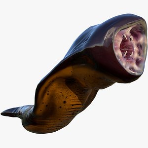 fanged leech 3D model