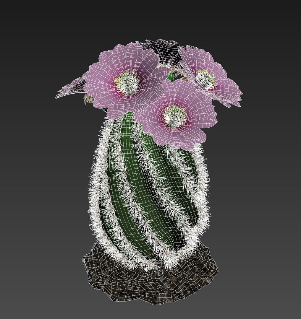 cactus pbr 3D model https://p.turbosquid.com/ts-thumb/BL/c73y91/76PTMknF/10/jpg/1549977865/1920x1080/fit_q87/9af72f761248d2516c6c5466bb56d1147b2021d8/10.jpg