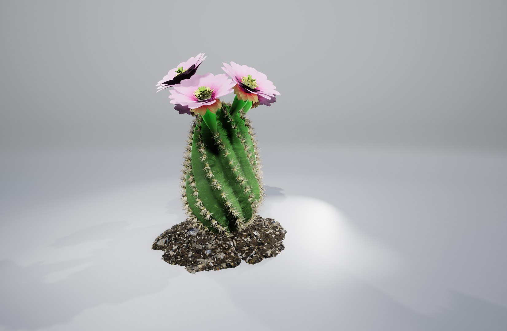 cactus pbr 3D model https://p.turbosquid.com/ts-thumb/BL/c73y91/7LE6ySl6/2/png/1549977865/1920x1080/fit_q87/a96253a29333b66bf206ab919b616f38174f3ff4/2.jpg