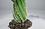 Spiral Cactus
