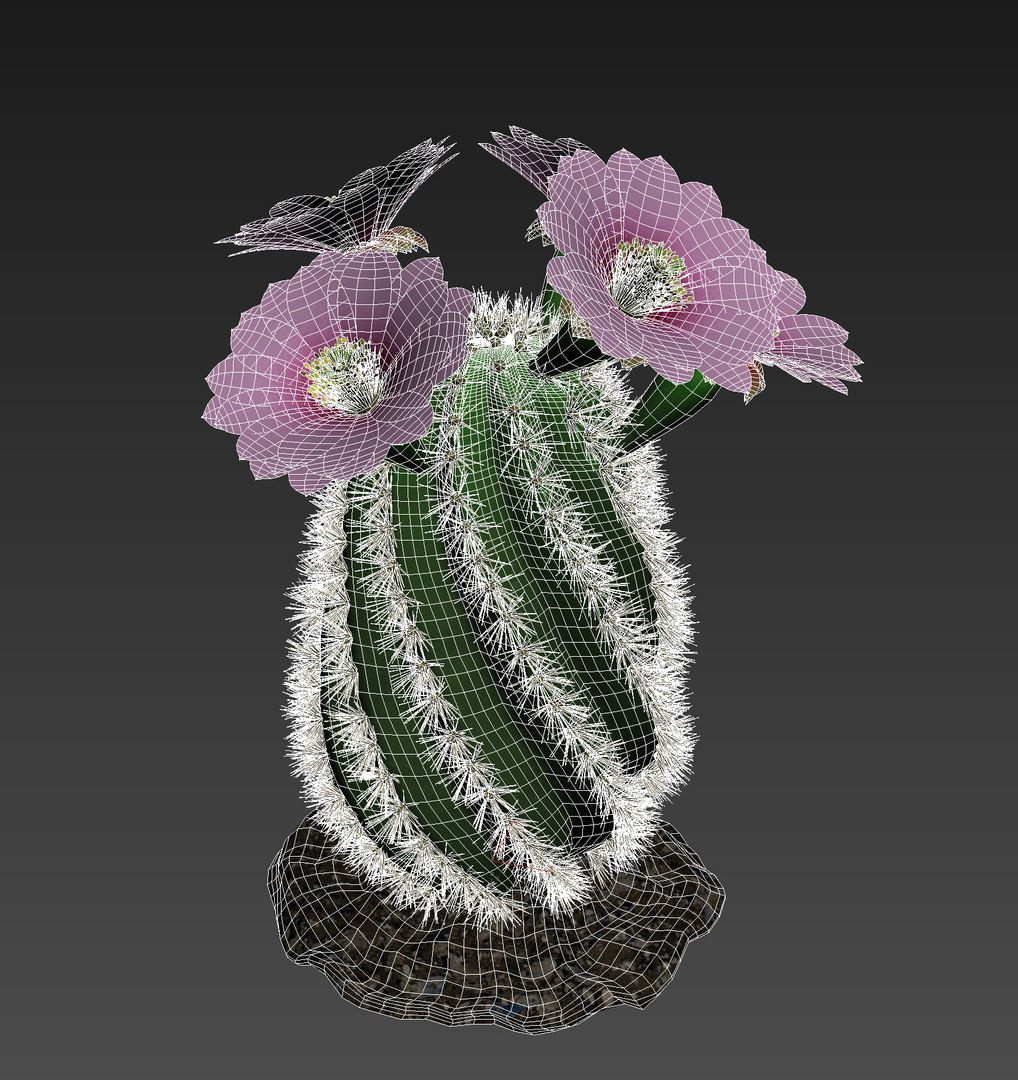 cactus pbr 3D model https://p.turbosquid.com/ts-thumb/BL/c73y91/IT2J3ZN2/9/jpg/1549977865/1920x1080/fit_q87/fd0d1d50971f10b82b87fe111288e6bd0279a5ca/9.jpg
