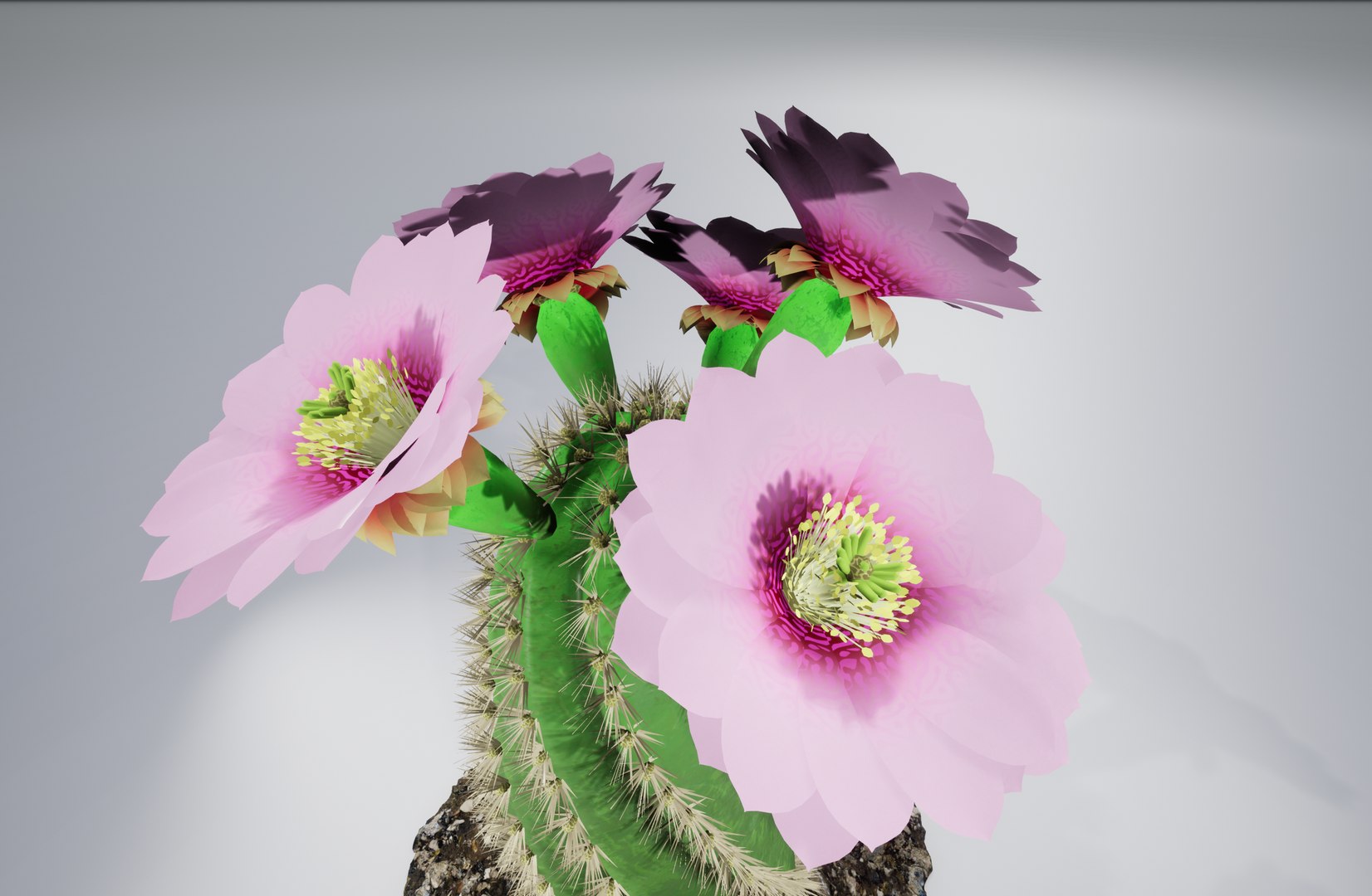 cactus pbr 3D model https://p.turbosquid.com/ts-thumb/BL/c73y91/RoLWleWN/6/png/1549977865/1920x1080/fit_q87/ee07073dab8ca01110a51f6da40187ad4bd37993/6.jpg