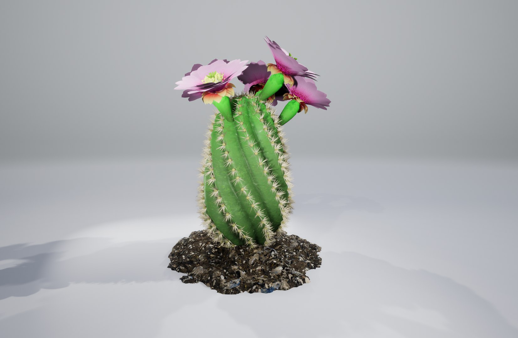 cactus pbr 3D model https://p.turbosquid.com/ts-thumb/BL/c73y91/ZDQL2FCW/1/png/1549977865/1920x1080/fit_q87/2d53599f67a9c88d2b38641e510774c0b083969f/1.jpg